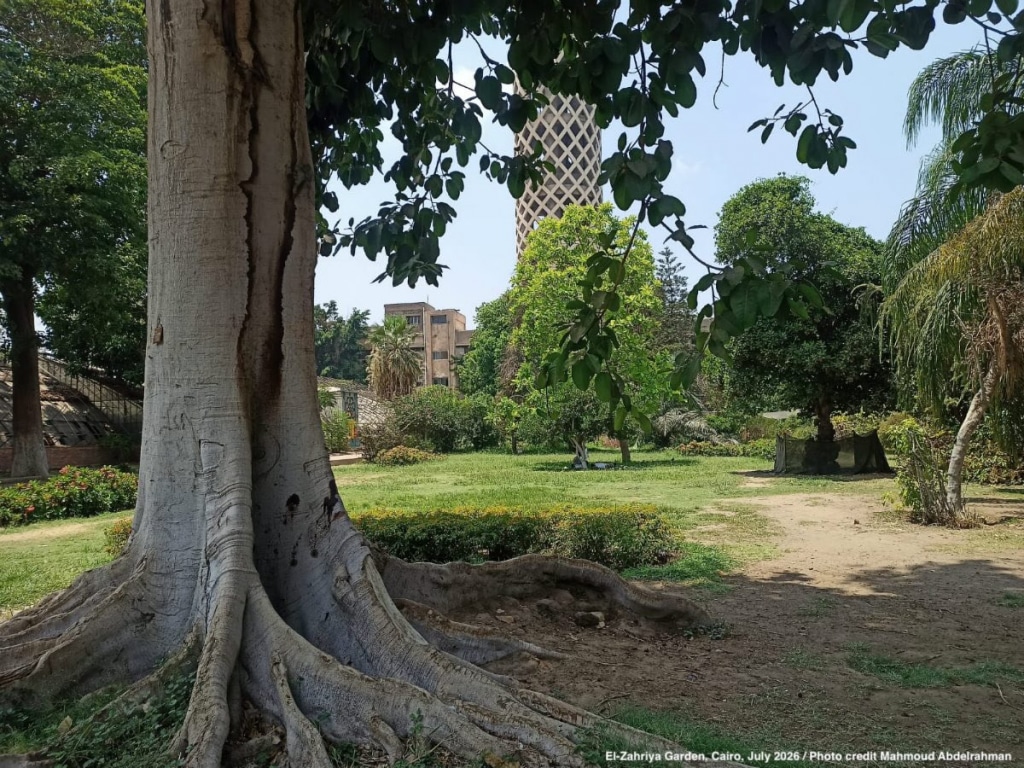 Saving-a-public-park-Cairo